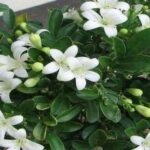 ‘Đầu giường để 3 thứ, không tai họa cũng nợ nần chồng chất’, đó là gì vậy?